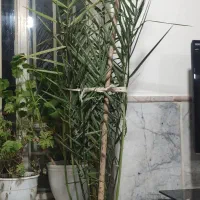 درختچه خرما|گل و گیاه طبیعی|چناران, |دیوار