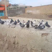 کفتر