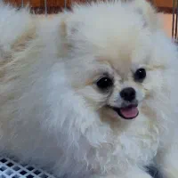 سگ پامر خرسی