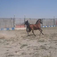 اسب کرد مادیان|اسب و تجهیزات اسب‌سواری|سراب, |دیوار