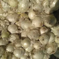 پیازدرجه۱فقط۱۵زیرقیمث میدان بار|حراج|بابل, |دیوار