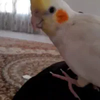 عروس هلندی گمشده