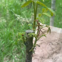 انواع گردو ژنوتیپ|خدمات باغبانی و درختکاری|مشگین شهر, |دیوار