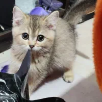 بریتیش گلد ماده