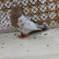 کبوترچپ|پرنده|مشهد, انصار|دیوار