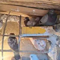 کبوتر|پرنده|چرداول, |دیوار