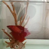 سه ماهی فایتر هافمون|ماهی|پاکدشت, پاکدشت (مامازند)|دیوار