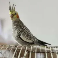 عروس هلندی گمشده نوشهر