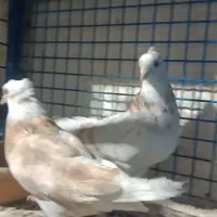کفتر سرور|پرنده|مشکین‌دشت, |دیوار