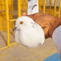 کبوتر پاکستانی|پرنده|چابهار, |دیوار