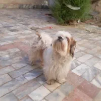 سگ فروشی نژاد شیتزو