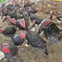 بوقلمون