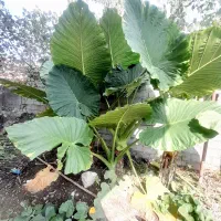 گل باب آدم|گل و گیاه طبیعی|رودبنه, |دیوار