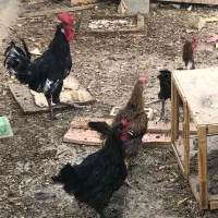 مرغ و خروس خانگی ۴ عدد همه باهم 5میلیون