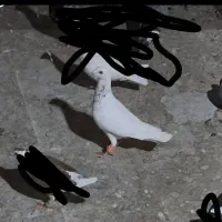 کفتر سار  در بلوار دوم گمشده هرکی گرفته تماس بگیره|پرنده|مشهد, شهید قربانی|دیوار