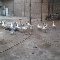 غار|حیوانات مزرعه|تهران, اتابک|دیوار