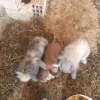 خرگوش بالغ لوپی وجرسی