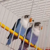 یک جفت کوتوله آبی کاربنی|پرنده|فردوس (خراسان), |دیوار