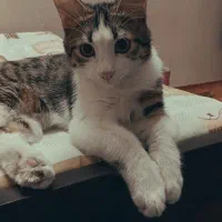 واگذاری گربه|گربه|بجنورد, |دیوار