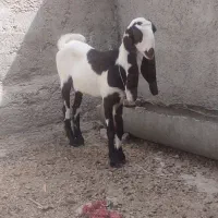 کعره|حیوانات مزرعه|زهک, |دیوار