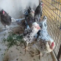 تخم نطفه دار گلین