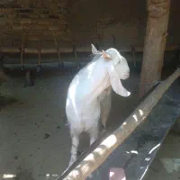 نری  و بز پاکستانی اصل و میش افشار هترو   -رابر|حیوانات مزرعه|کرمان, |دیوار