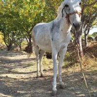 الاغ جوان|حیوانات مزرعه|خمین, |دیوار