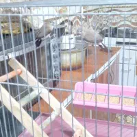 یک جفت فنچ با قفس|پرنده|ایرانشهر, |دیوار