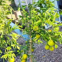 انواع نهال مرکبات شناسنامه دار و پاپایا|خدمات باغبانی و درختکاری|دزفول, |دیوار