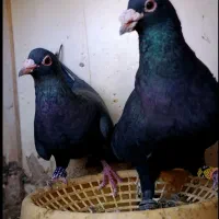 جفتی خوشگل