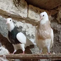 طوقی|حیوانات|مسجد سلیمان, |دیوار