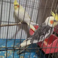 عروس هلندی کار داده به شرط