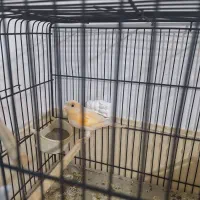 قناری نر|پرنده|کهریزک, |دیوار