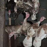 بوقلمون|حیوانات مزرعه|سنگر, |دیوار