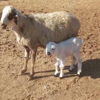 شیشک بره دار و میش بره دار و کهره