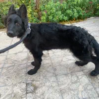 واگذاری سگ ژرمن شولاین ماده|سگ|شیراز, آزادگان|دیوار