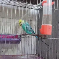 مرغ عشق انگلیسی سر تخم