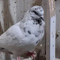 ۲عدد کفتر کله دم سبز|پرنده|قرچک, میرزائی جنوبی|دیوار