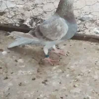 غوره ای پلاکی ناب|پرنده|برازجان, |دیوار