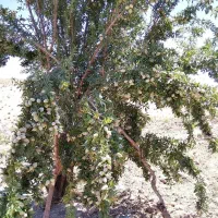 فروش نهال پربار زودبارده دیرگل|خدمات باغبانی و درختکاری|سمیرم, |دیوار