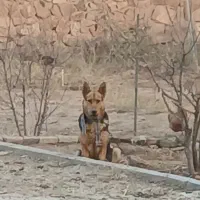 واگذاری ژرمن شپرد اصیل|سگ|باسمنج, |دیوار