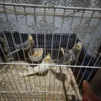 یک جفت عروس هلندی همراه یک جوجه و قفس