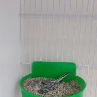 قناری ماده آگات