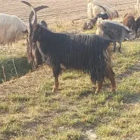 نربز|حیوانات مزرعه|شریف‌آباد, |دیوار