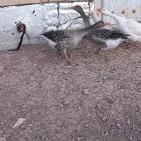غاز ماده