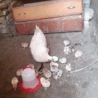 مرغ کرک با جوجه