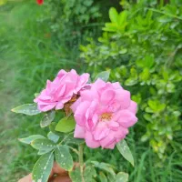 استخدام پرستارکودک