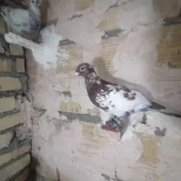 کفتر|پرنده|گلبهار, نوبهار|دیوار