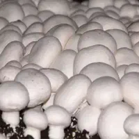 پخش قارچ خوراکی دکمه