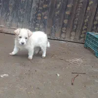 پاکوتا اصل سرابی